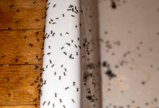 Best Termite Control Services  in Benjamin, UT