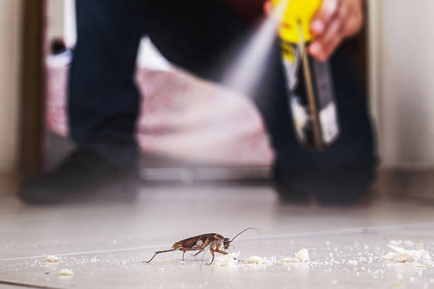 Best Spider Control Near Me  in Benjamin, UT